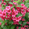 Вейгела цветущая Бристол Руби фото 4 