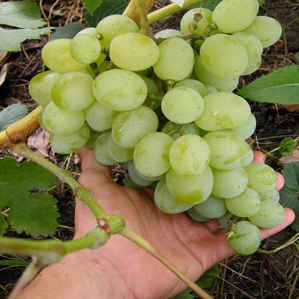 Виноград плодовый Талисман фото 2 